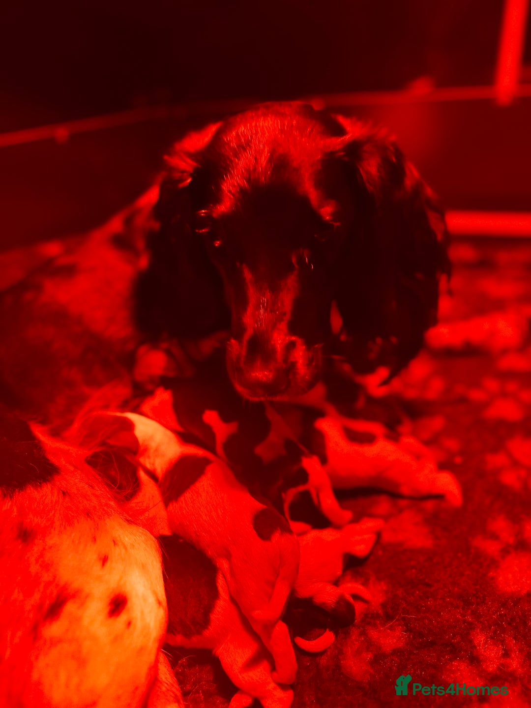 English Springer Spaniel dogs for sale: KC English Springer Spaniels  - Advert 19