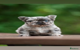 French Bulldog dogs for sale: FLUFFY HUSKY PRIME BIG ROPE MERLE PINK FRENCH BULL - Image 1