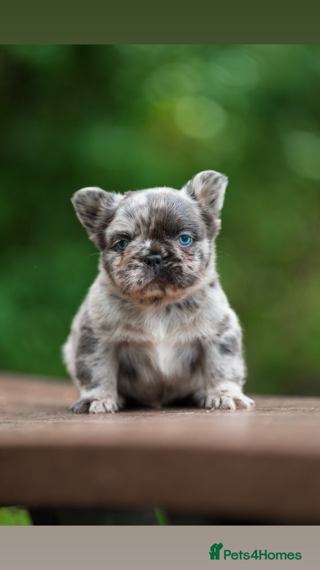 French Bulldog dogs for sale: FLUFFY HUSKY PRIME BIG ROPE MERLE PINK FRENCH BULL - Image 1