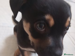 Mixed Breed dogs Pug X Collie pups (Pugollies) 3 Boys 2 Girls - Advert 11