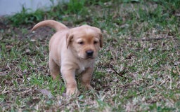 Labrador Retriever dogs for sale: KC labrador Retriever Puppies - Image 1