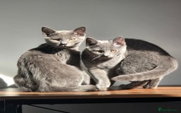 Russian Blue cats for sale: Russian Blue Kitten pair (Male and female) - Image 4