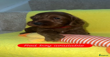Cockapoo dogs - Advert 3