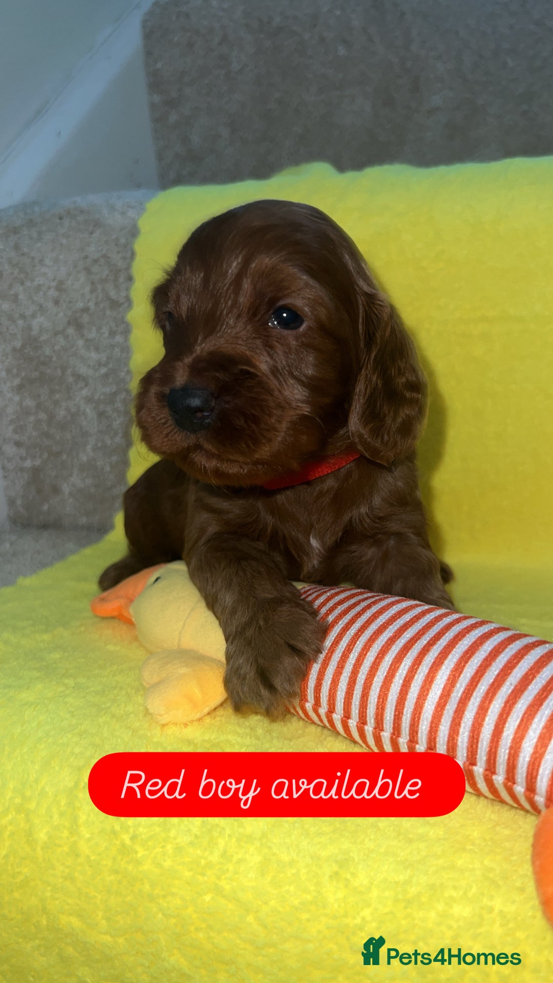 Cockapoo dogs for sale: FOX RED COCKAPOOS ⭐️⭐️ - Advert 10