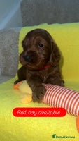 Cockapoo dogs - Advert 3