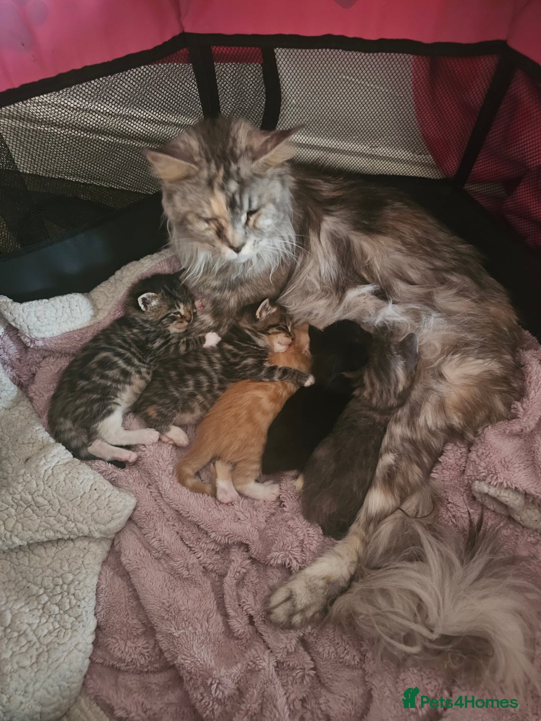 Maine Coon cats for sale: Mainecoon x British shorthair 1xgirl available. - Image 4