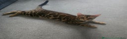Bengal cats for sale: SBT TICA F5 Bengal Queen-Must Be Rehomed by March  - Advert 9