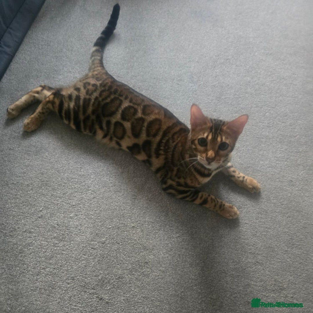 Bengal cats for sale: SBT TICA F5 Bengal Queen-Must Be Rehomed by March  - Advert 9