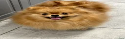 Pomeranian dogs for sale: Stunning orange true to type boys - Advert 2