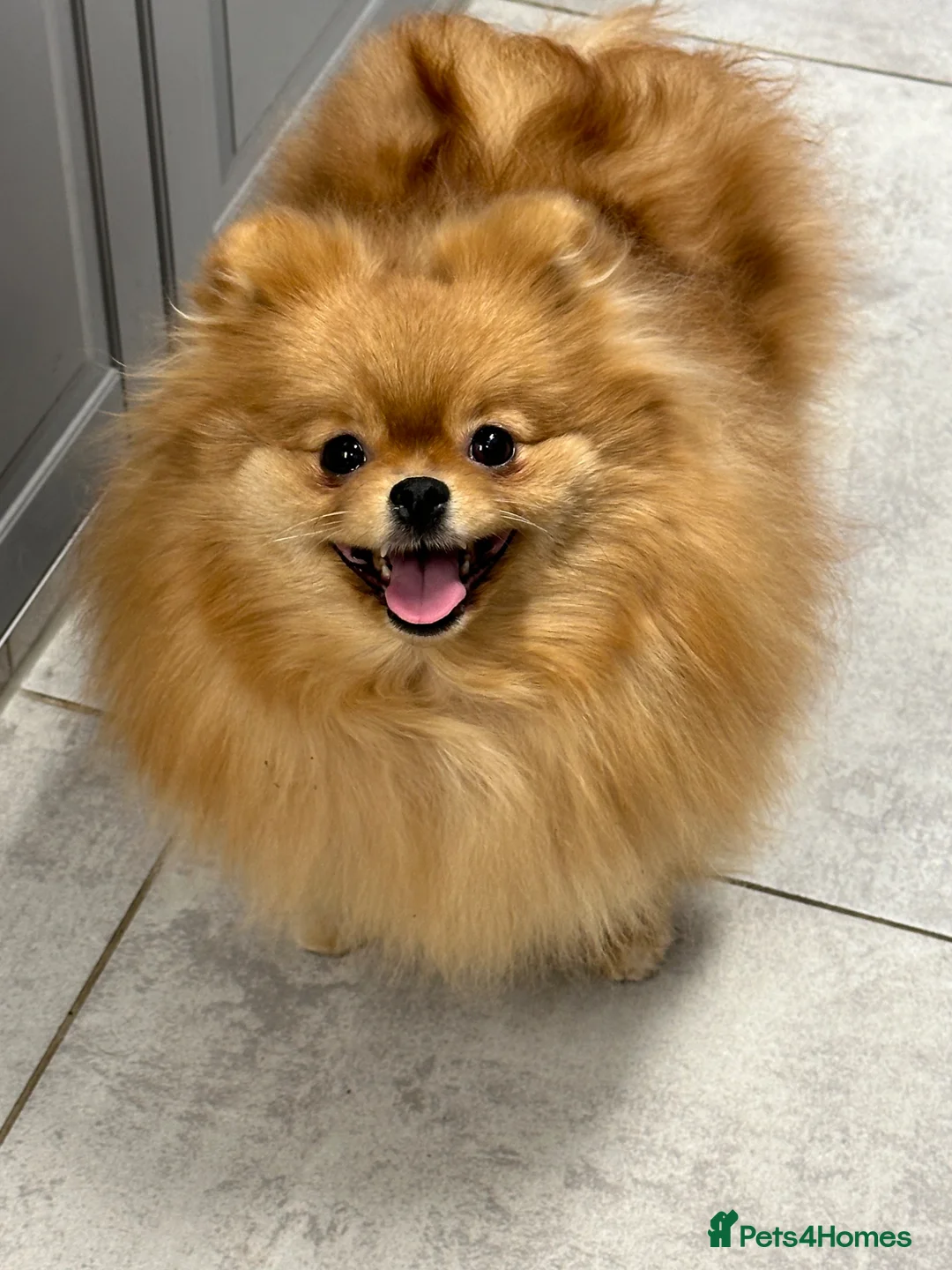 Pomeranian dogs for sale: Stunning orange true to type boys - Advert 2