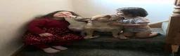 French Bulldog dogs for sale: Reduced £1000 1 Beautiful French Bulldog - Advert 12