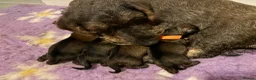 Miniature Dachshund dogs for sale: Champion Sired Mini wire haired dachshunds  - Advert 1