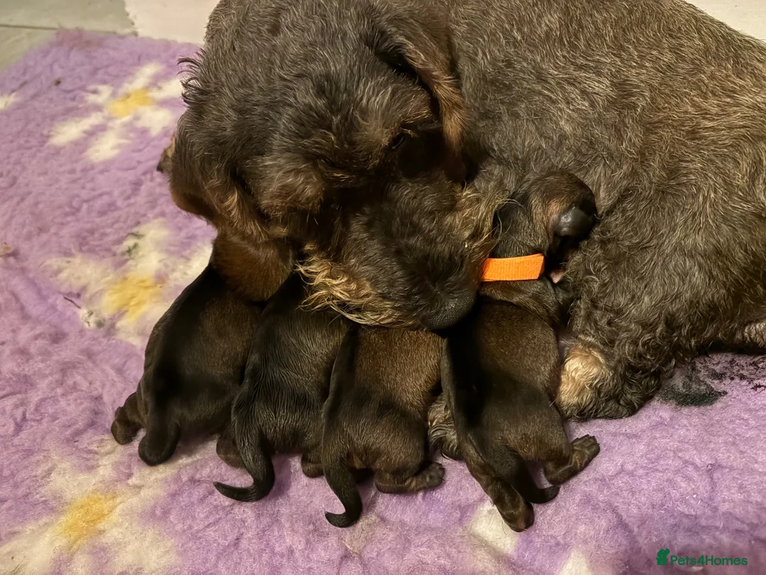 Miniature Dachshund dogs for sale: Champion Sired Mini wire haired dachshunds  - Advert 1