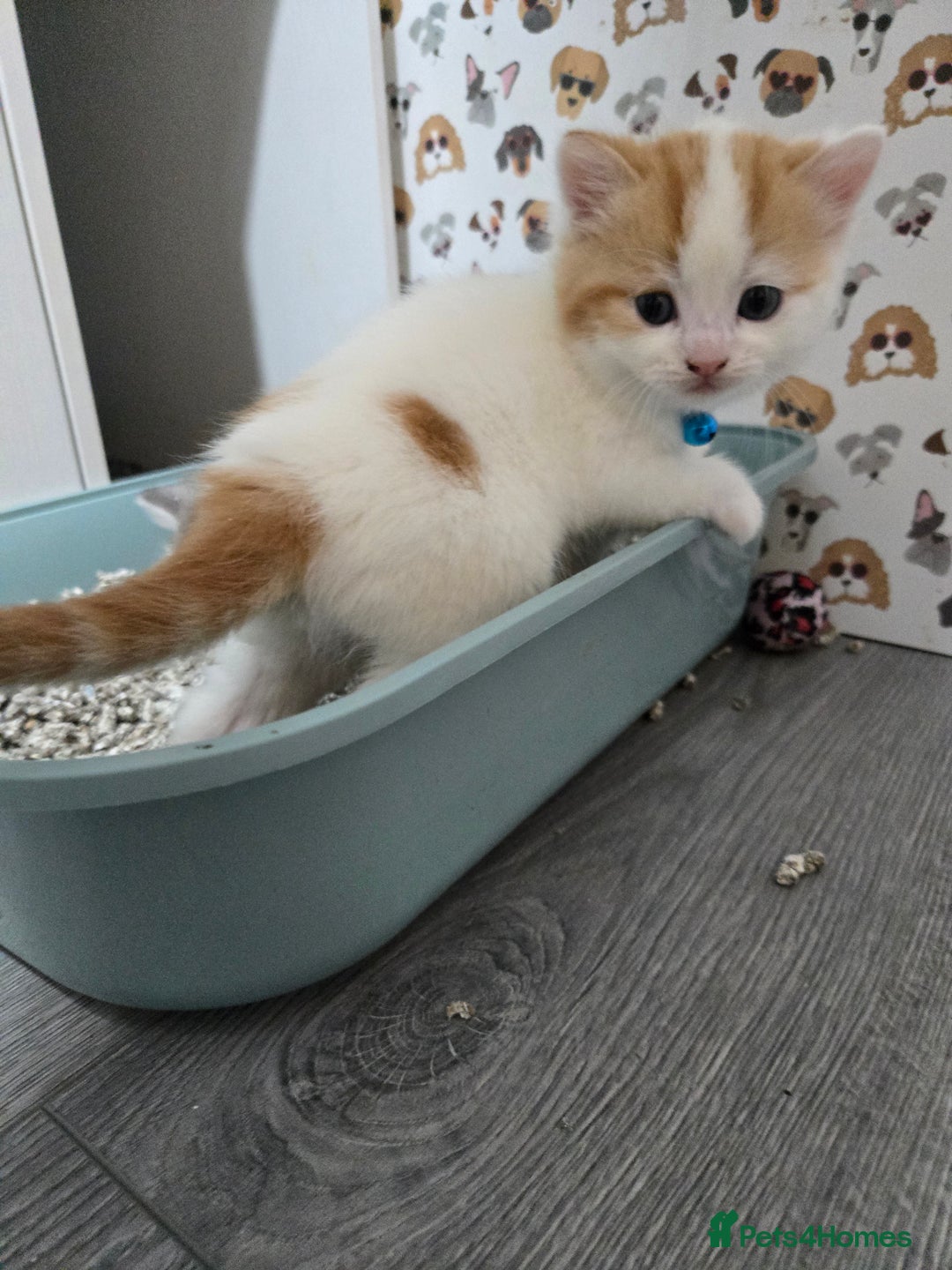 Brazilian Shorthair cats for sale: British shorthair x Persian  - Advert 12