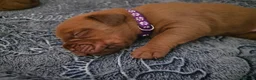 Dogue De Bordeaux dogs for sale: Chunky ddb puppies - Advert 8