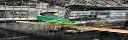 Ringnecks birds for sale: Australian Ringneck for sale - Advert 3