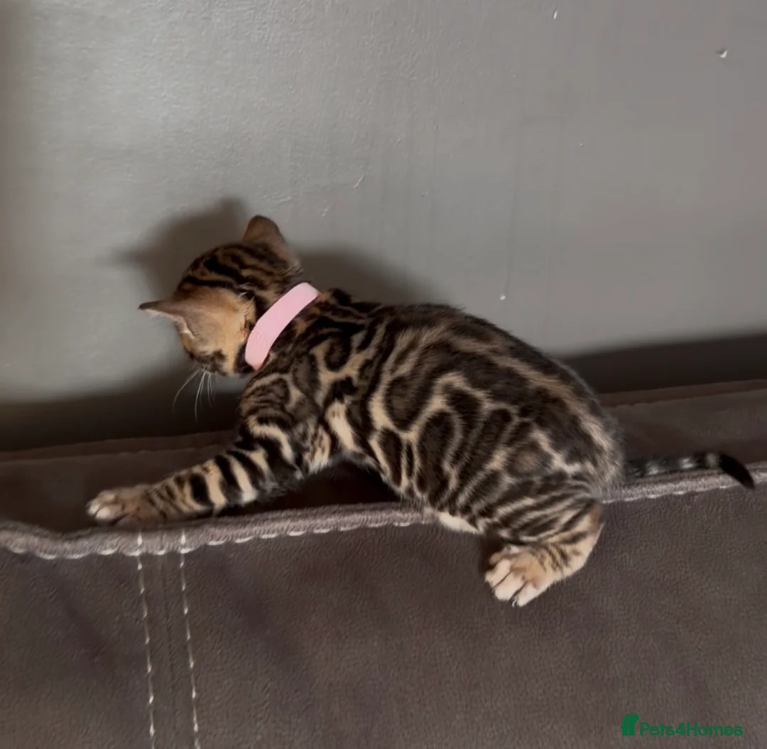 Bengal cats for sale: Beautiful Pedigree Bengal kittens for sale  - Advert 26