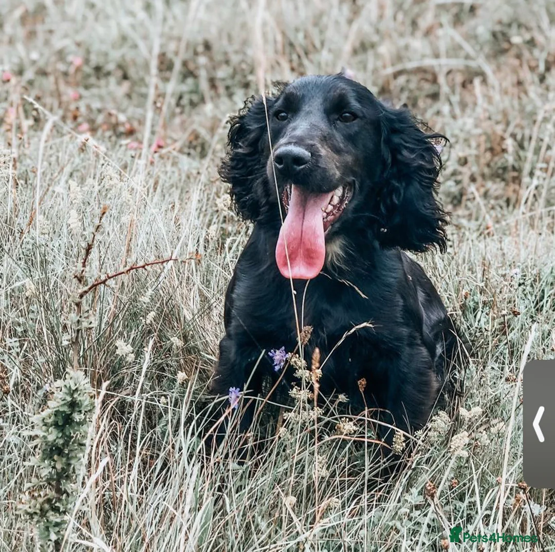 Cocker Spaniel dogs for stud: Ammerdown Galahad - Health Tested Stud in Frome - Advert 10