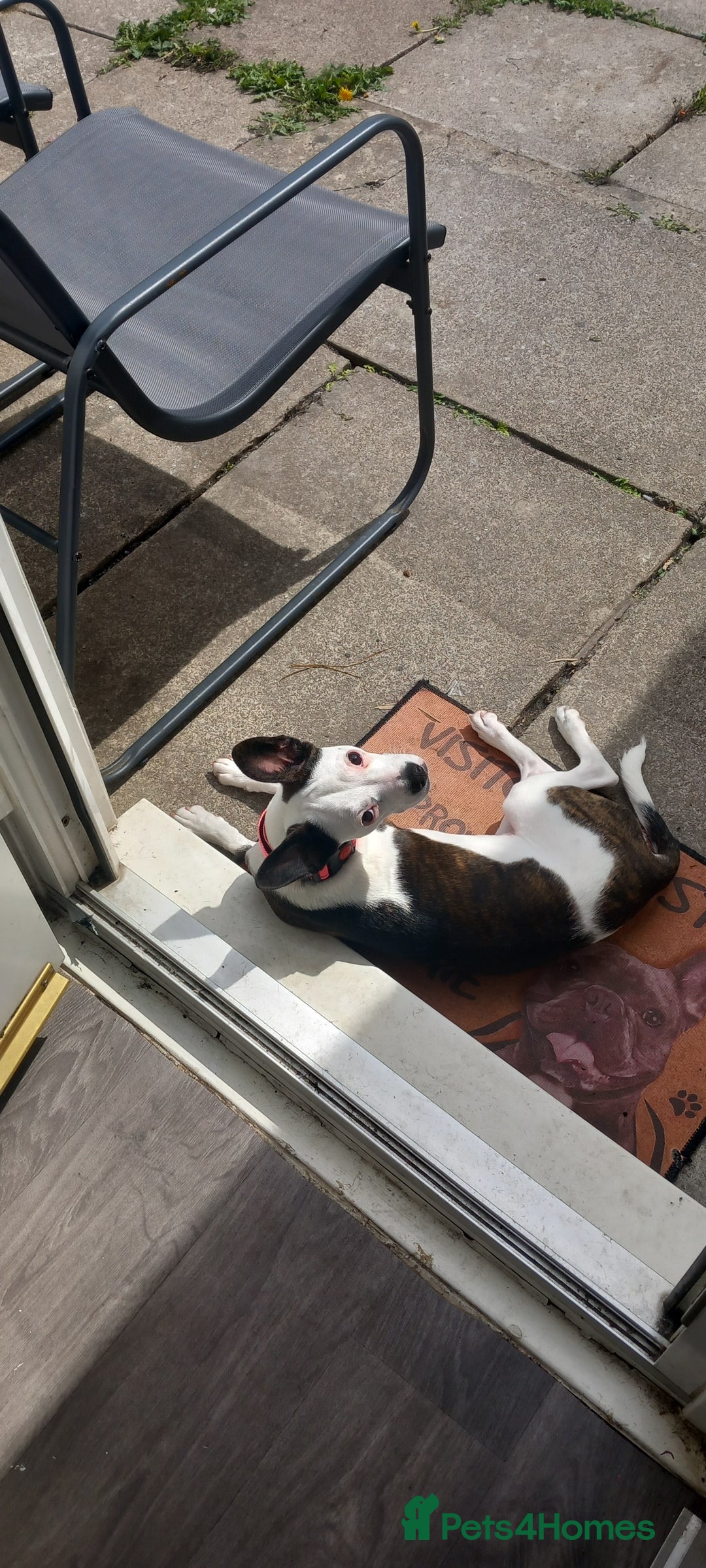 Mixed Breed dogs for sale: Boston terrier mix  - Image 3