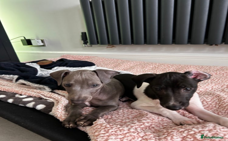 Italian Greyhound dogs - Advert 2