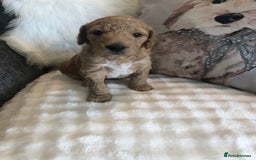 Goldendoodle dogs for sale: Goldendoodle Double Doodle pups for sale - Image 7