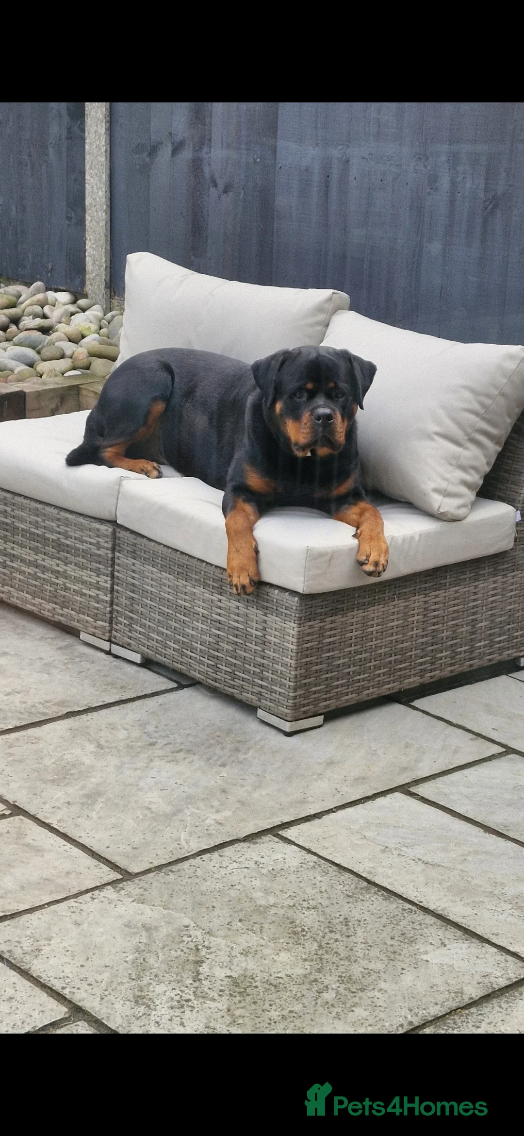 Rottweiler dogs for adoption: Roxy the loveable Rottie - Advert 6