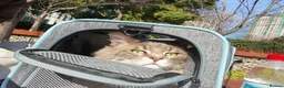 Norwegian Forest Cat cats for sale: Mash – A Sweet Boy Seeking a Loving Home - Advert 4