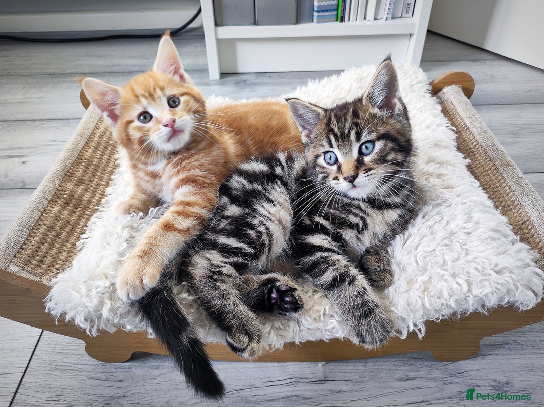 Mixed Breed cats for sale: 🐾 Affectionate Maine Coon Mix Kittens for Sale 🐾 - Advert 1