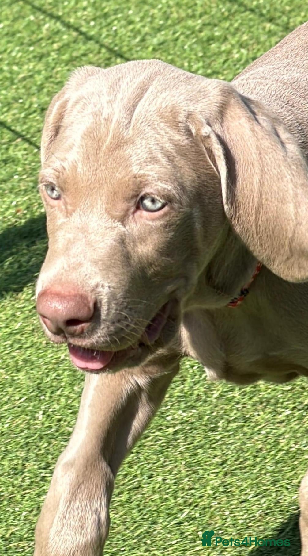 Weimaraner dogs Very handsome, chuncky silver boy available,London - Advert 5