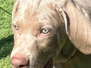 Weimaraner dogs Very handsome, chuncky silver boy available,London - Advert 5