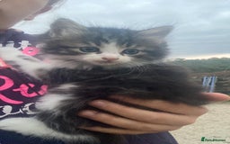 Mixed Breed cats for sale: Beautiful kittens long and short haired  - Image 1