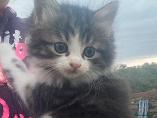 Mixed Breed cats - Advert 10