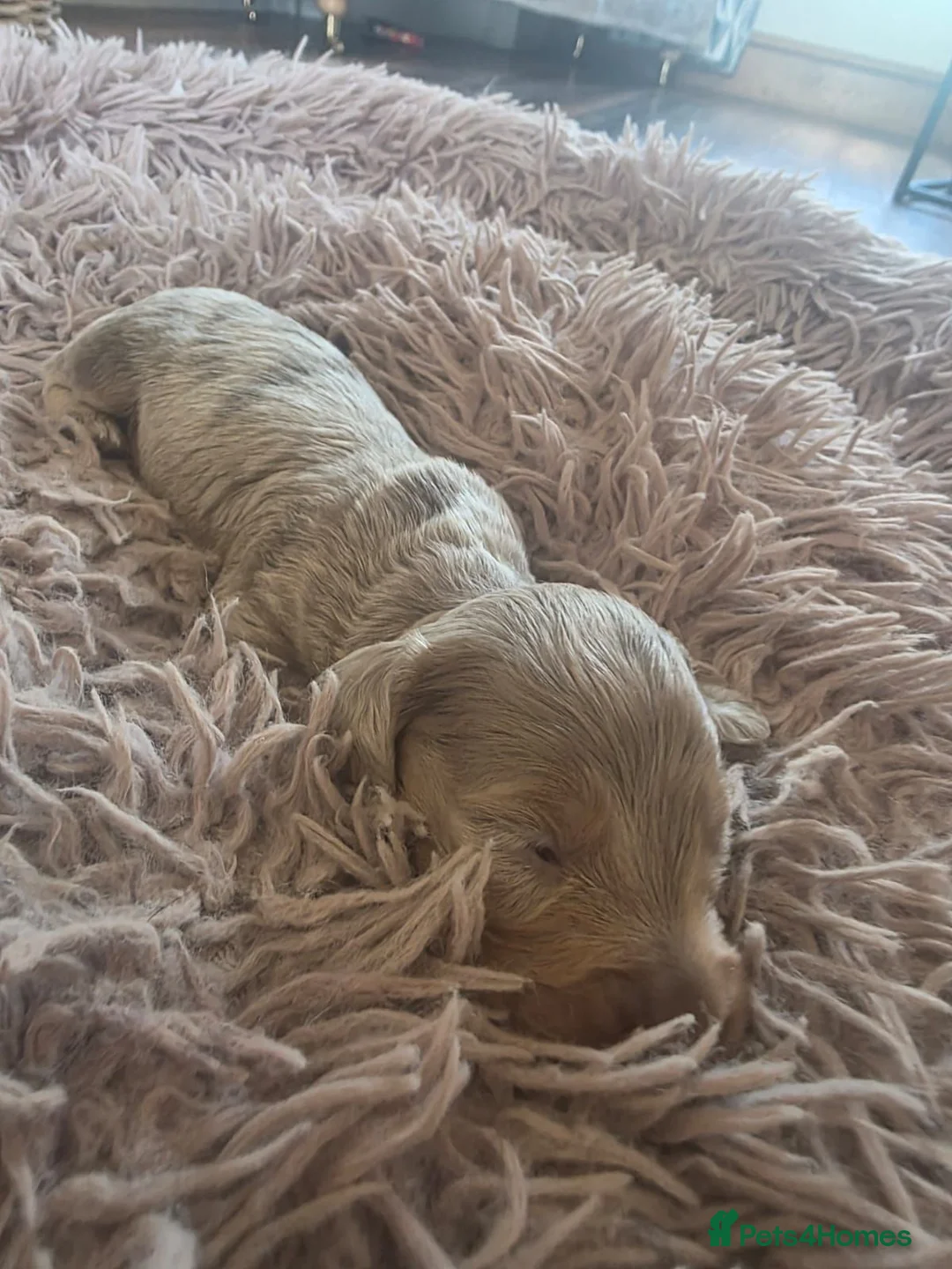 Miniature Dachshund dogs for sale: Miniature Longhaired Dachshunds - Advert 2