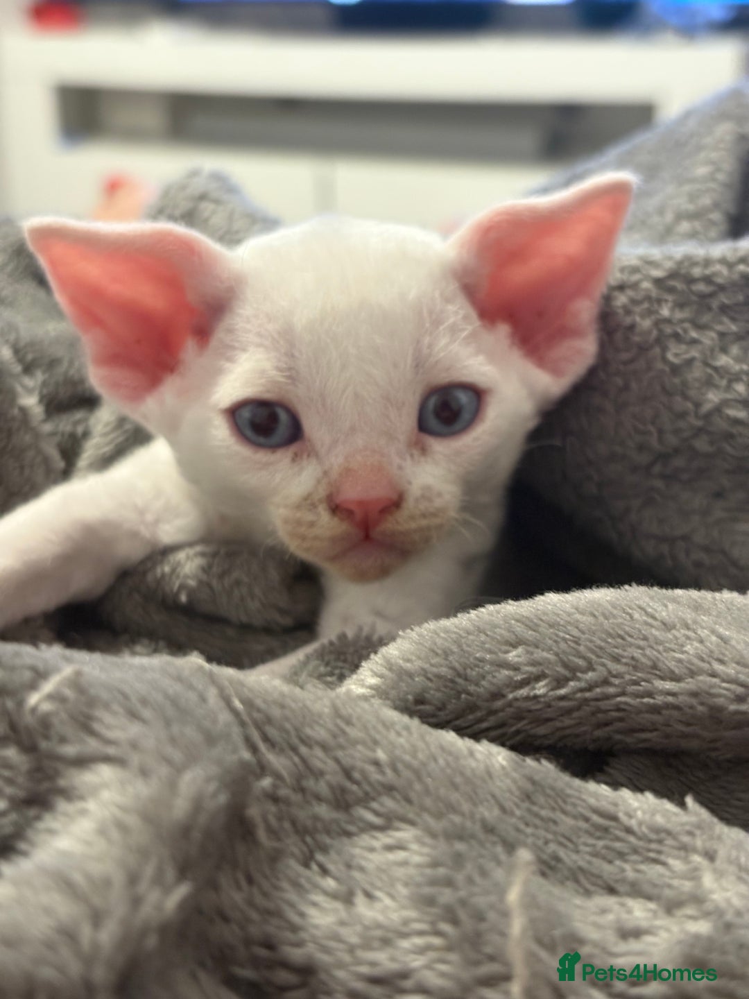 Devon Rex cats for sale: ❤️2 male Devon rex available 😻 - Image 8