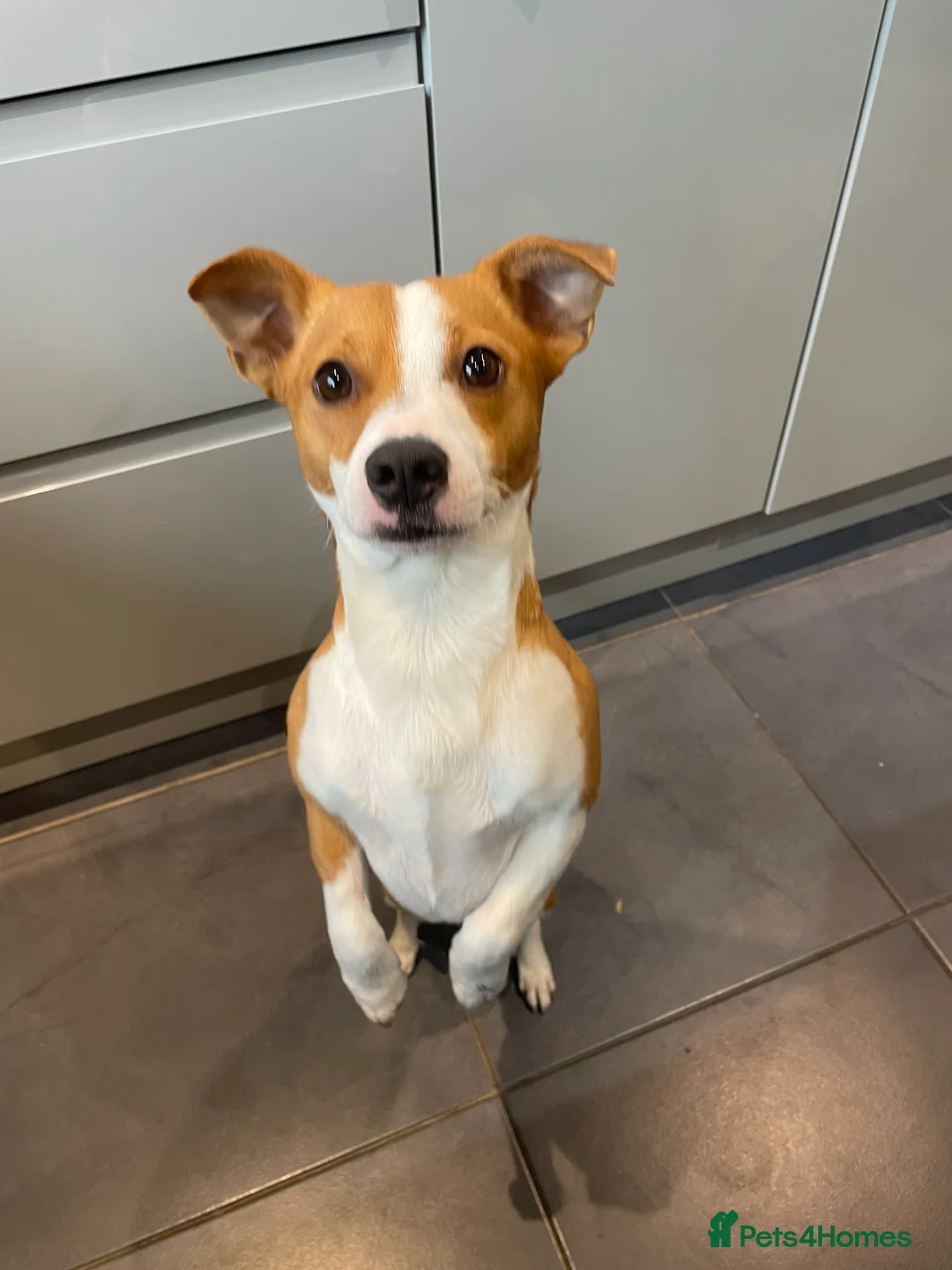Jack Russell dogs for stud: STUD - Handsome Jack Russel boy 🐶  - Advert 10
