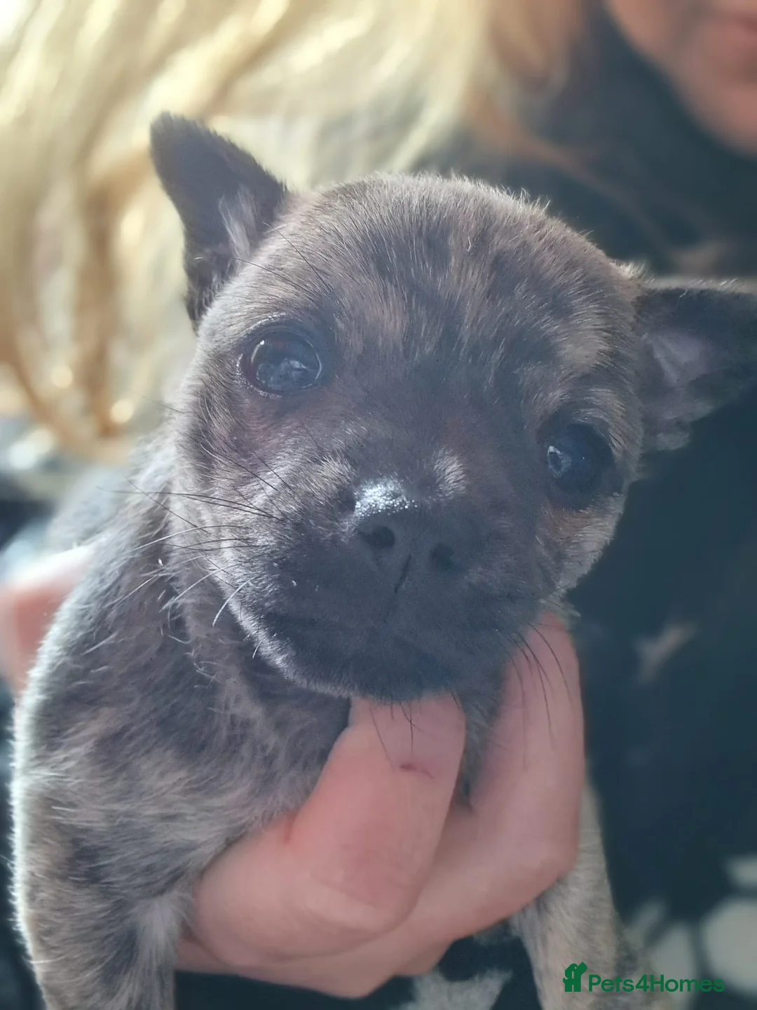 Chihuahua dogs for sale: Miniature chihuahua merbel colour  in Grays - Advert 2