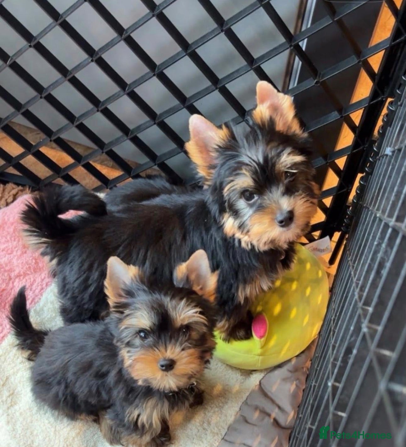Yorkshire Terrier dogs Yorkshire terrier pups - Advert 2