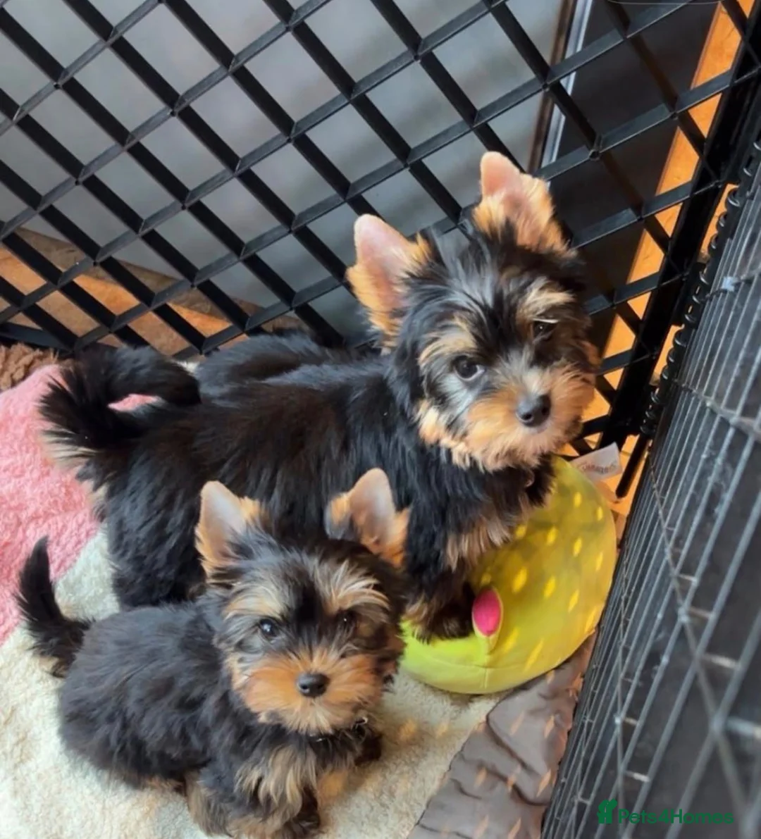 Yorkshire Terrier dogs for sale: Yorkshire terrier pups - Advert 1