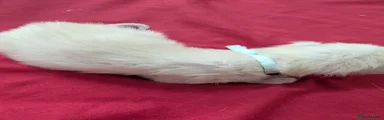 Ragdoll 6