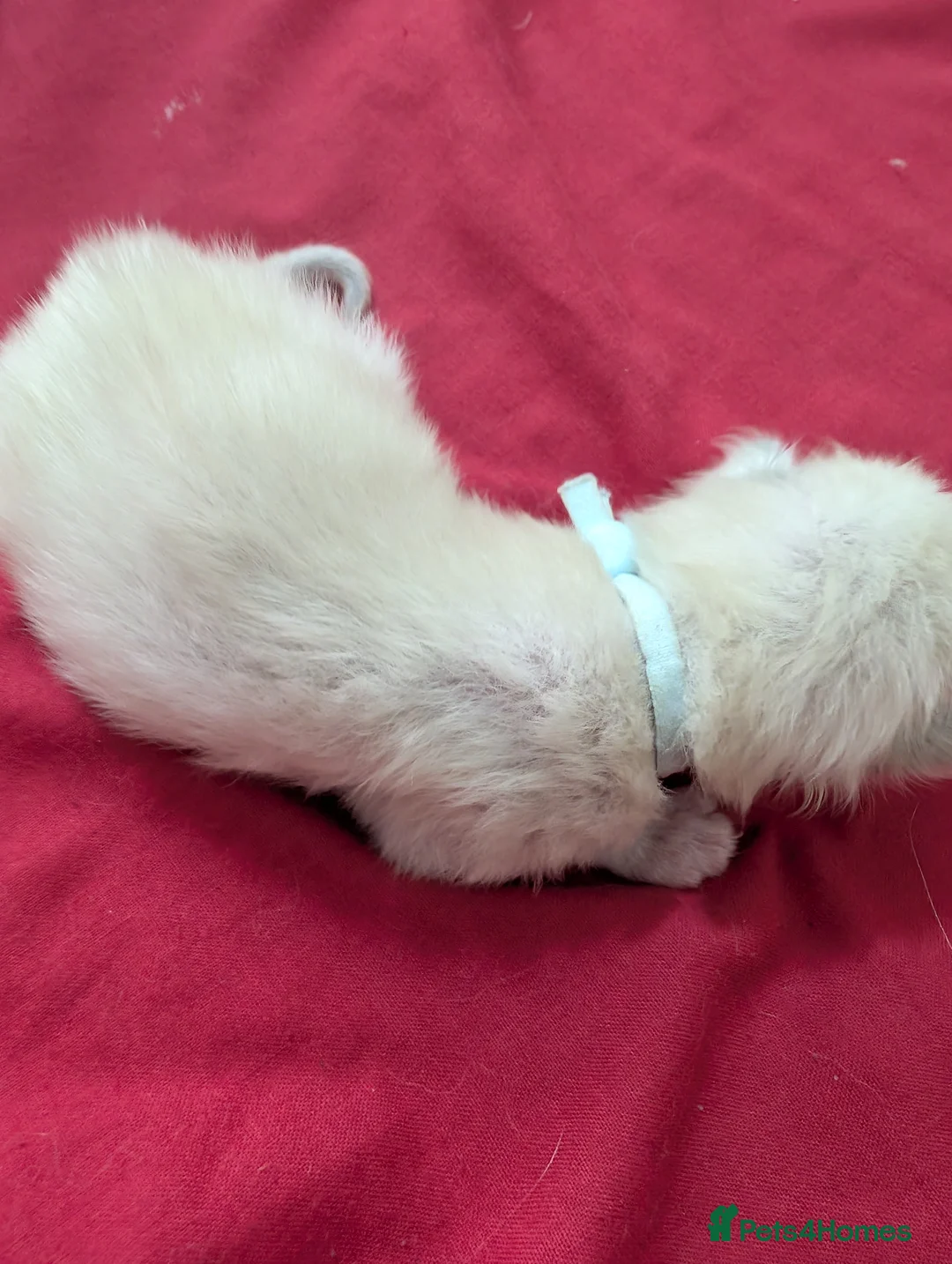 Ragdoll cats for sale: 5 beautiful ragdoll kittens  in Liverpool - Advert 2