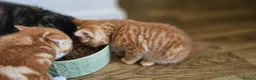 Mixed Breed cats for sale: Gorgeous ginger girl looking for forever home - Advert 5