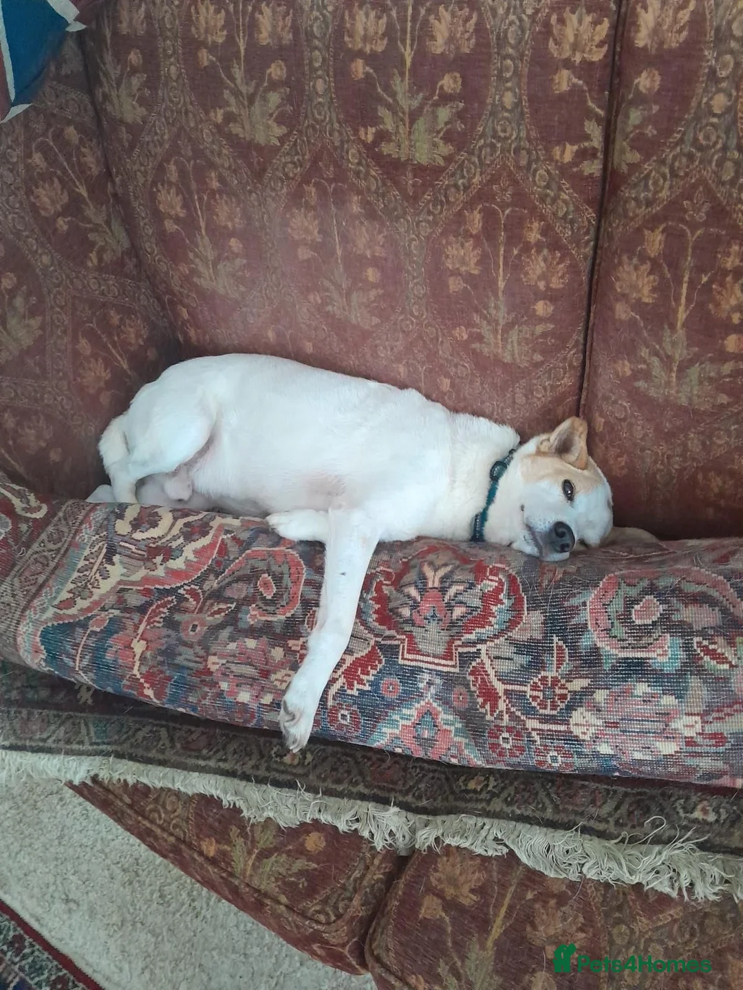 Mixed Breed dogs for adoption: Lovely Jack - Advert 4