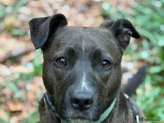 Mixed Breed dogs in Salisbury - Advert 31