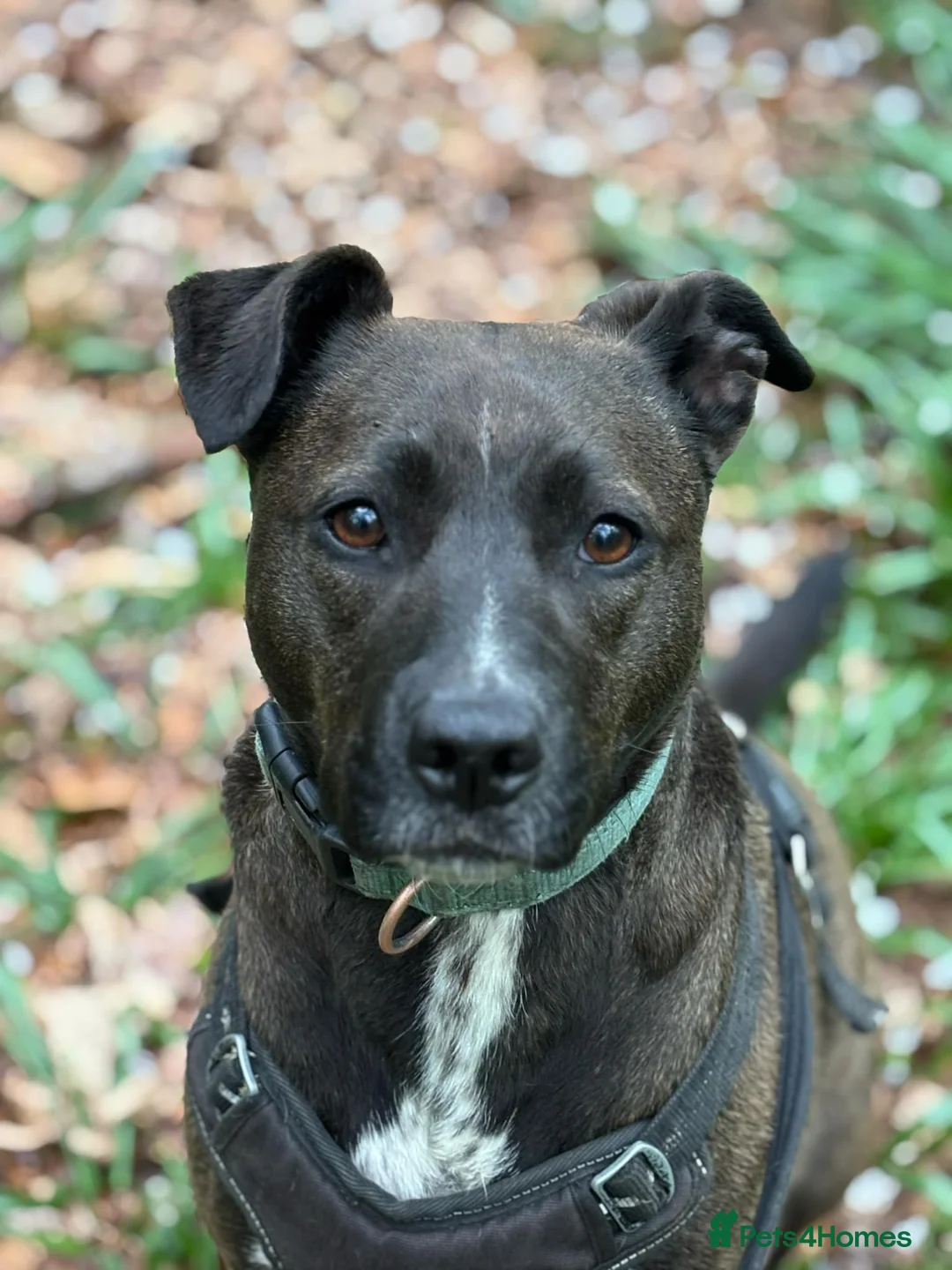 Mixed Breed dogs for adoption: Sweet Jodie Looking for LOVE  - Advert 1