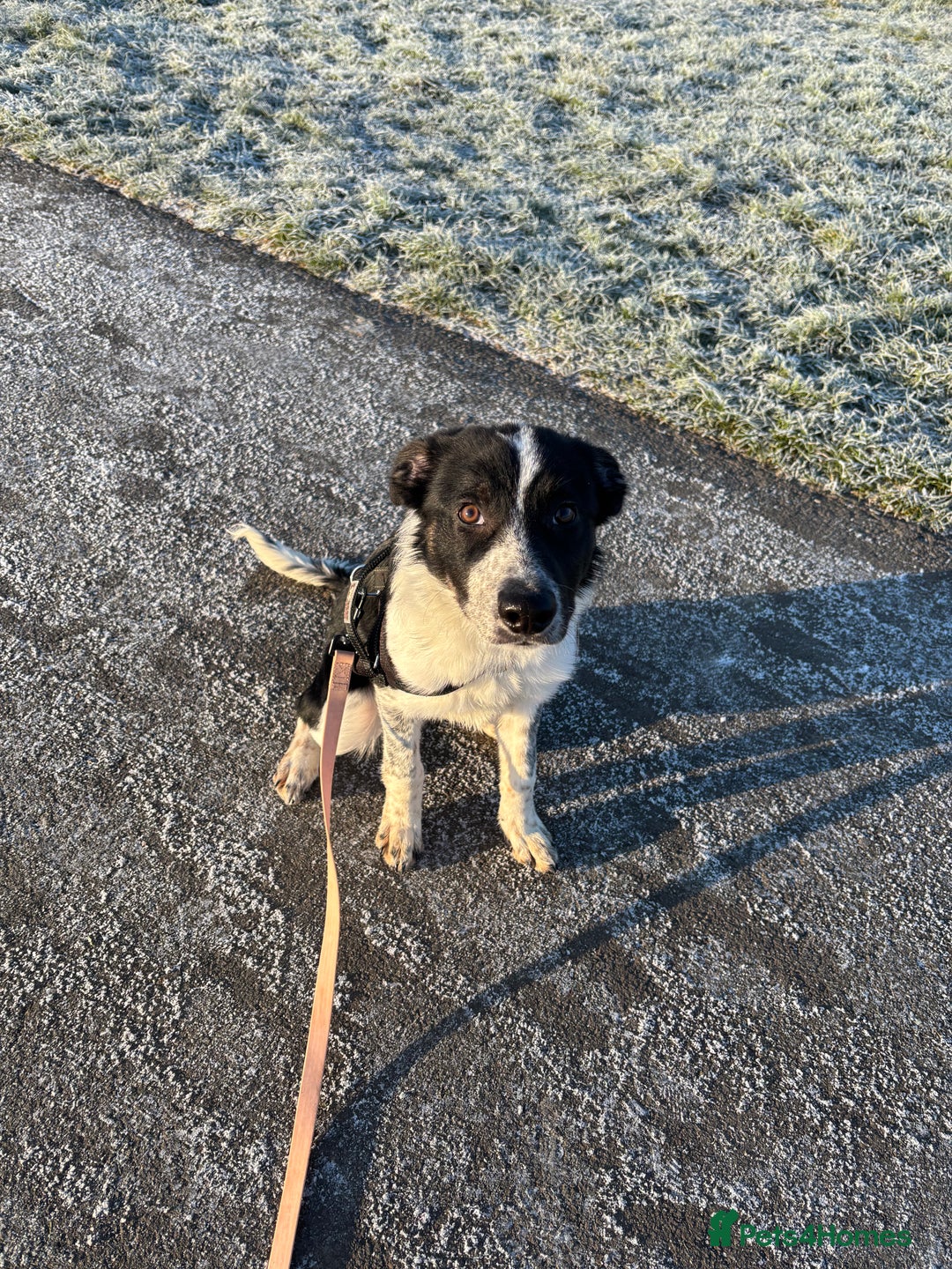 Border Collie dogs for sale: 5 month old border collie  - Advert 2
