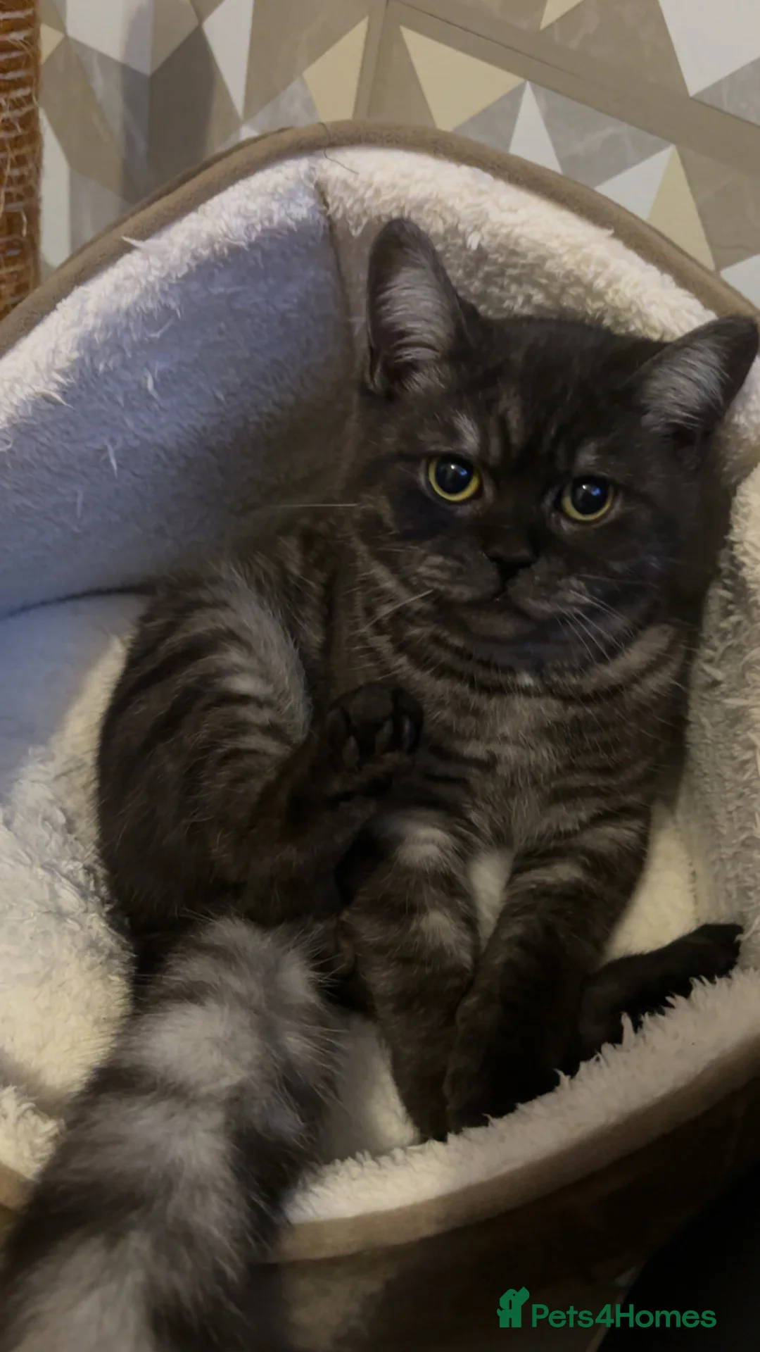 Scottish Fold cats for sale: Scotish fold short haired dark grey male  - Advert 1