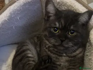 Scottish Fold cats Scotish fold short haired dark grey male - Advert 1