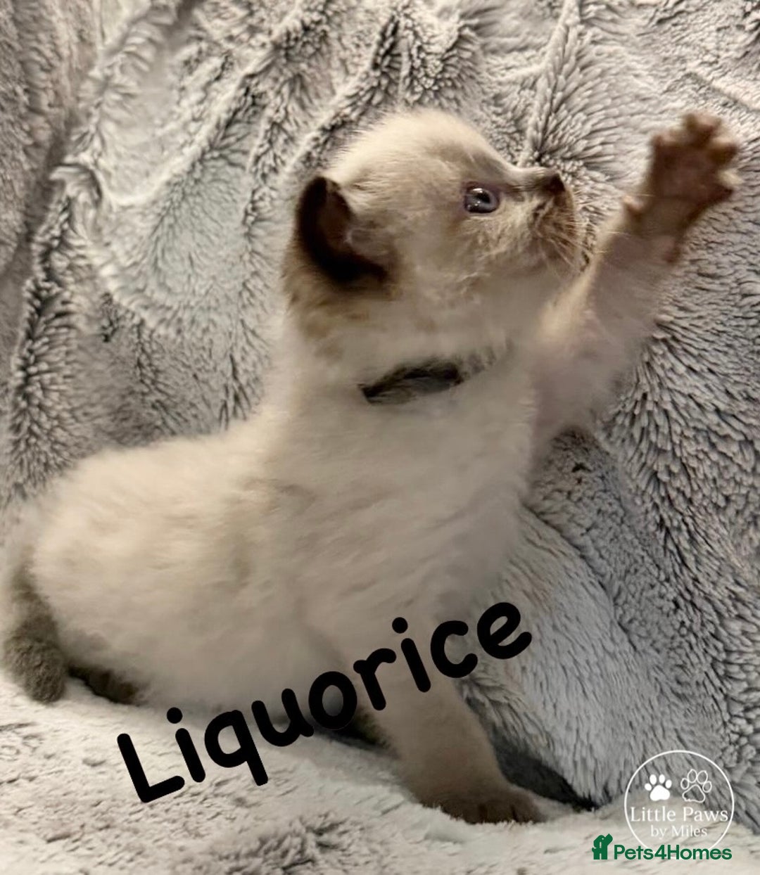 Ragdoll cats for sale: GCCF Exceptional Pedigree Ragdolls 🌸 - Advert 14