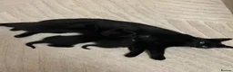 Mixed Breed cats for sale: Black kittens for sale - 2 boys & 1 girl  - Advert 3