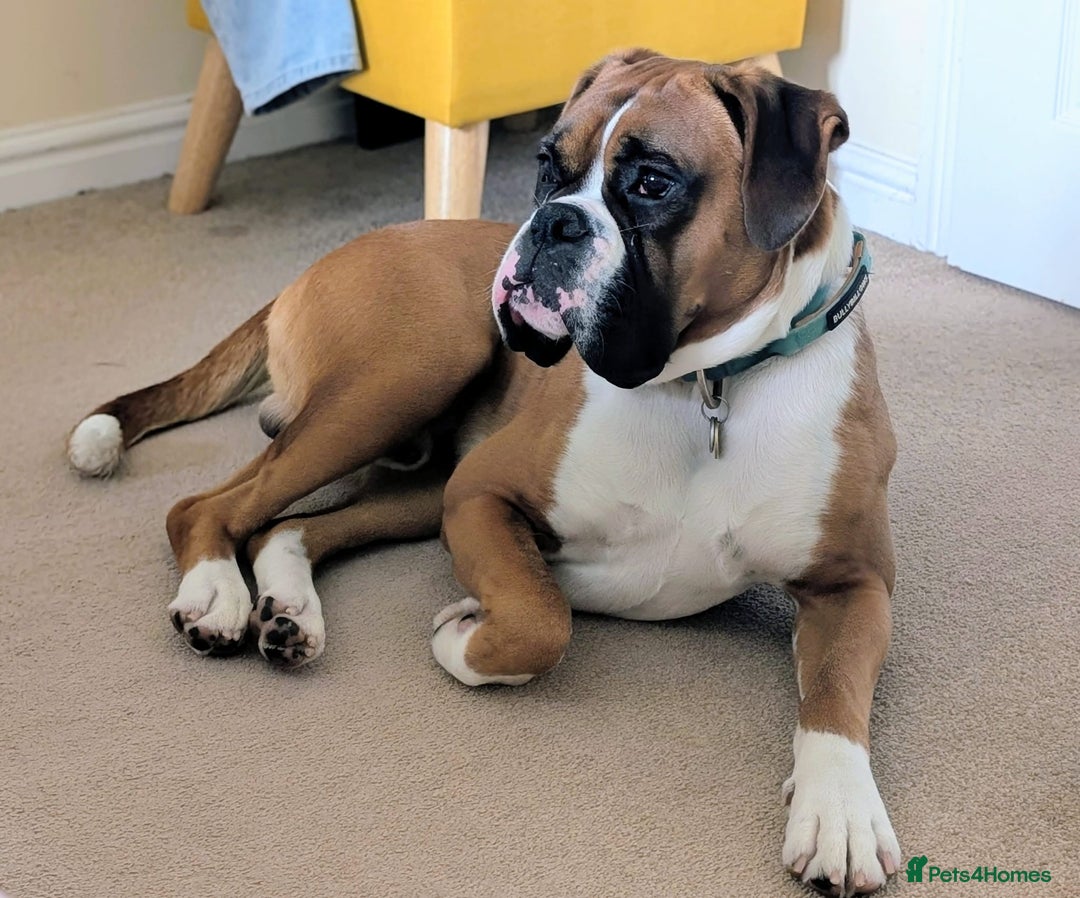 Boxer dogs for sale: Adorable Cooper - Image 13